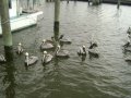 pelicans009