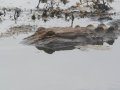 hillerparkalligatorjuly2012016