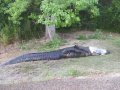 july102012hillergator001